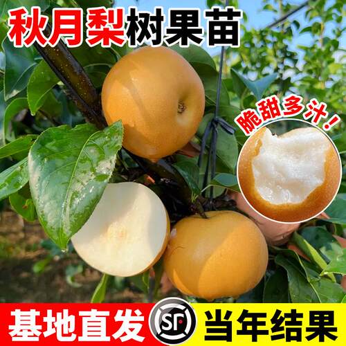 秋月梨树果苗嫁接正宗沙梨树果树