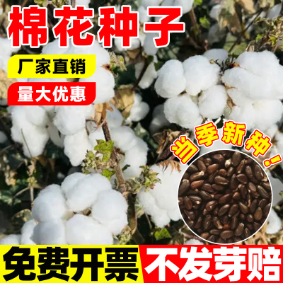 棉花种子懒汉国审棉种子四季种植