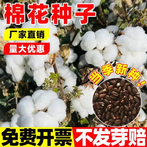 棉花种子懒汉国审棉种子四季种植