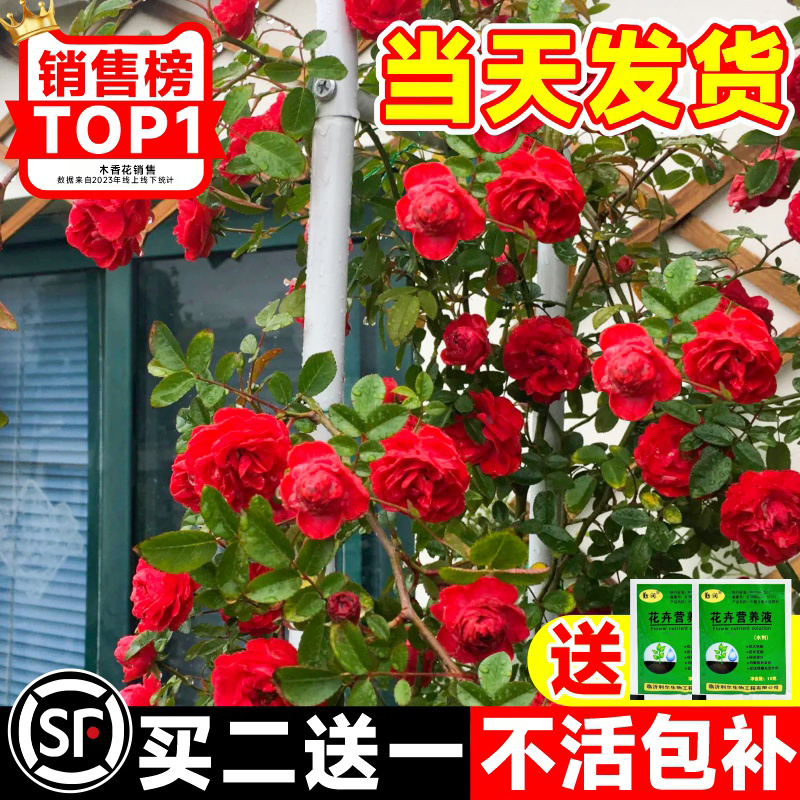 红木香爬藤花苗庭院植物蔷薇