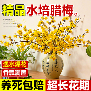 水培植物干支腊梅花鲜花家用插花鲜切花客厅室内懒人适合养的花卉