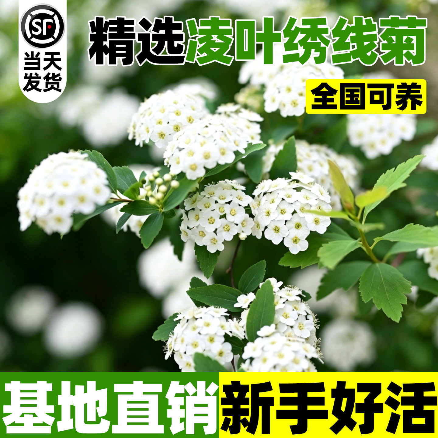 菱叶绣线菊盆栽珍珠梅小手球耐寒图片