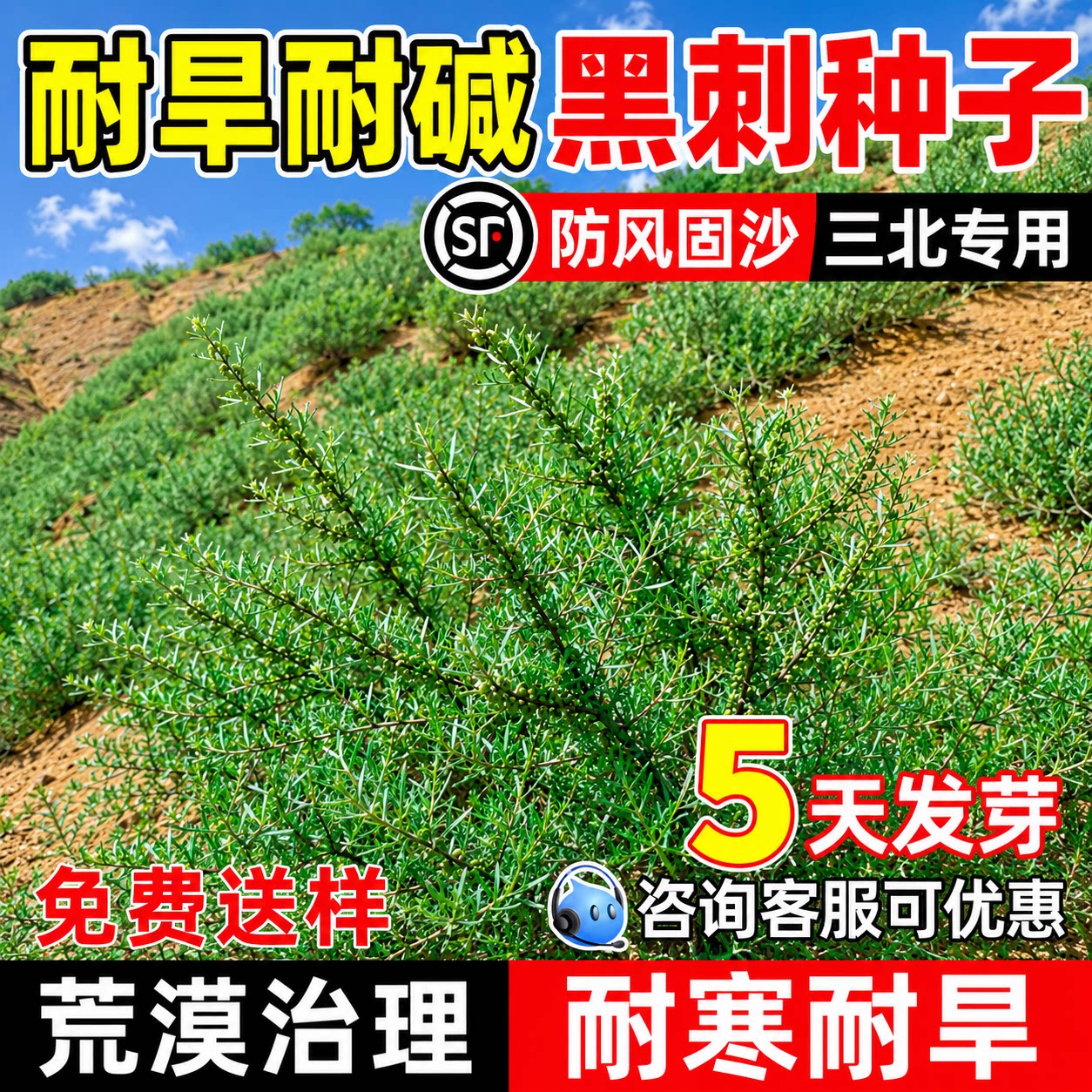 黑刺种子耐盐碱西北生态治理荒地