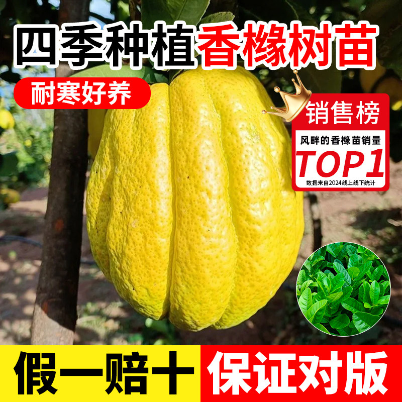香橼树苗云南基地药材佛手果树苗图片