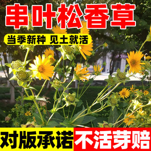 串叶松香草种子多年生植物喂猪牛羊鸡鹅畜禽牧草籽香槟菊花草种籽