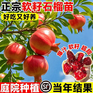 石榴树盆栽盆栽庭院矮化突尼斯石榴树苗云南直发果树原土带叶果苗