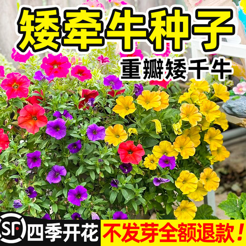 牵牛花四季开花爬藤种子