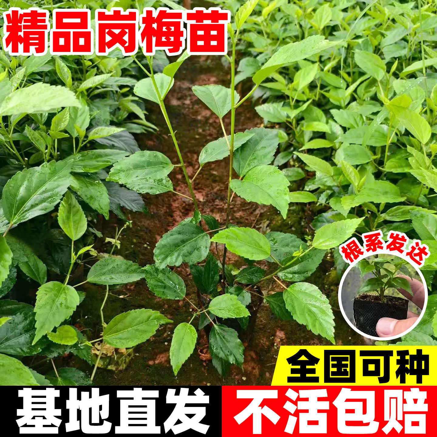 广西基地优质岗梅苗四季可种星树苗天星木百解茶梅叶冬青营养杯苗