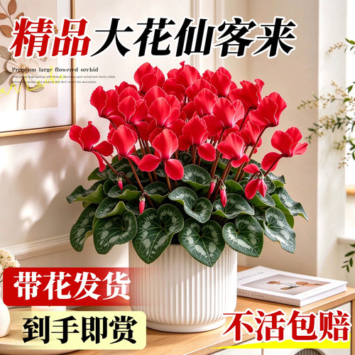 花卉室内桌面盆栽四季年宵花卉绿