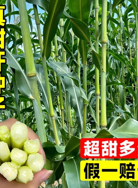 甜杆种籽甜高粱杆种子东北老式小