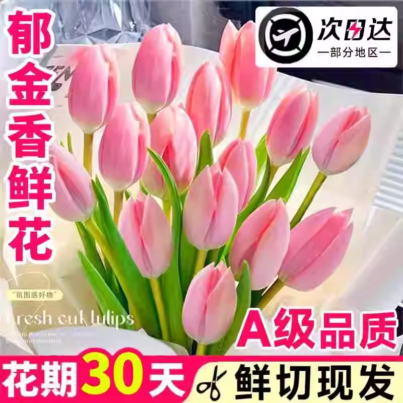 郁金香鲜花云南基地直发顺丰