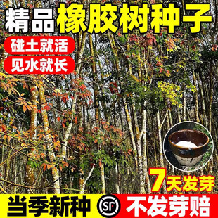 橡胶树种子青冈栎树橡子栗茧蒙古栎红橡树砍烧柴火木娜塔栎籽种子