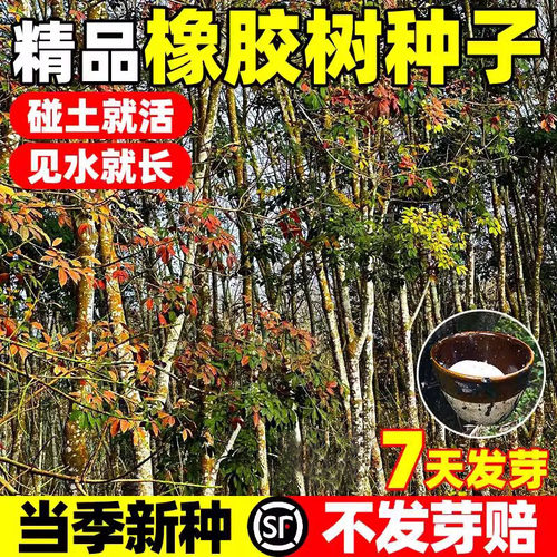 橡胶树种子青冈栎树橡子栗茧蒙古