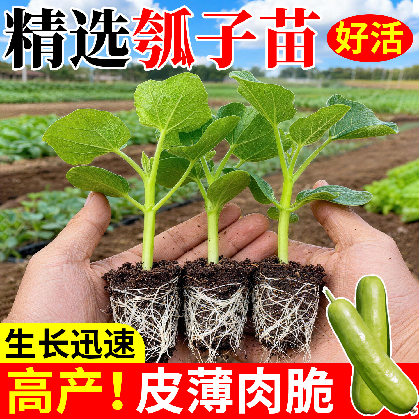 瓠子苗各种菜苗大全葫芦苗秧特巨图片