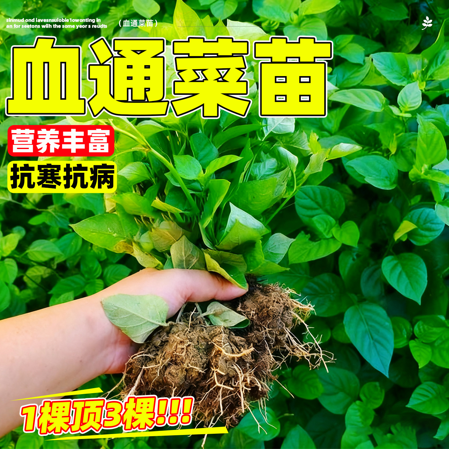 血通菜苗绿线叶宽叶十万错铁打草