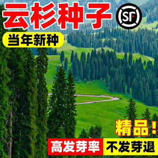 云杉种子当年新采云杉籽一级新种颗粒饱满云杉树种子松树出苗率高