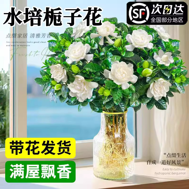 栀子花水培植物盆栽带花苞图片