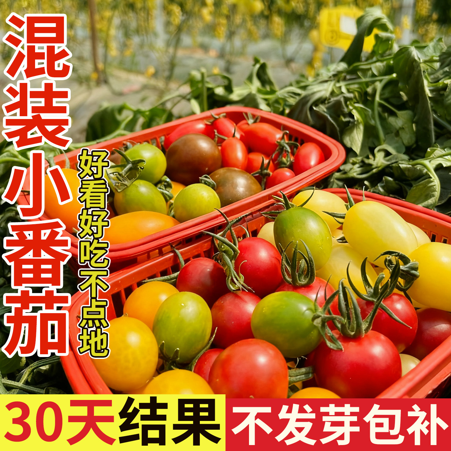 混装小番茄种籽多彩西红柿种子小柿子四季阳台盆栽圣女果种子大全,鲜花速递/花卉仿真/绿植园艺,家庭园艺种子,淘宝优惠券,粉丝福利购,淘宝优惠卷