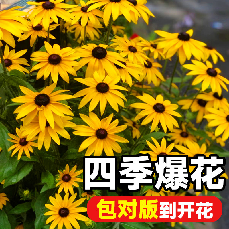 黑心菊花籽种子金光百日卉图片
