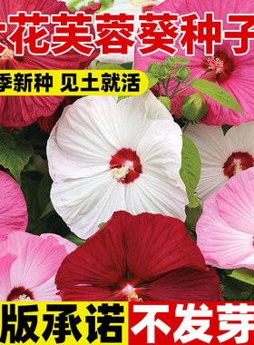 大花芙蓉葵种子四季种植庭院阳台