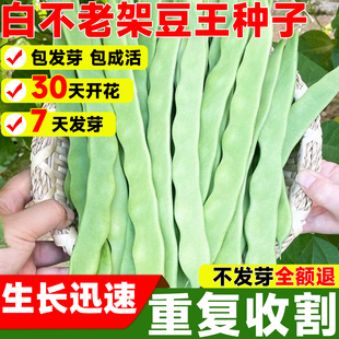白不老架豆王种子早熟四季豆白芸豆高产九粒白豆角架豆四季蔬菜籽