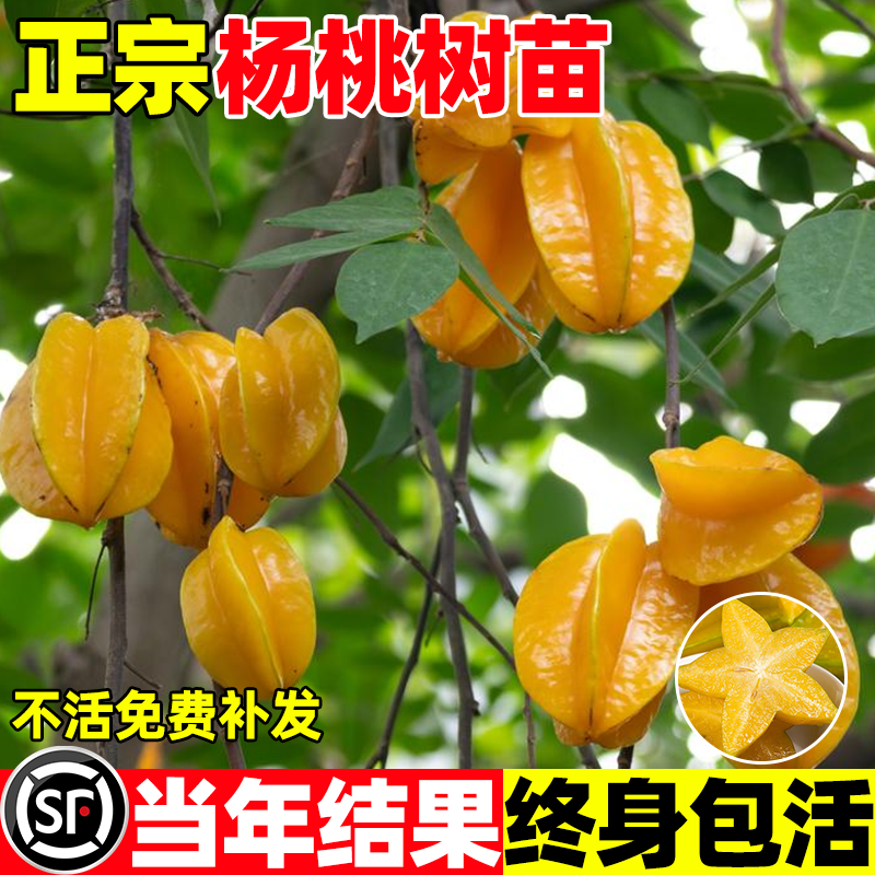 四季甜杨桃果苗杨梅阳桃黄桃树树