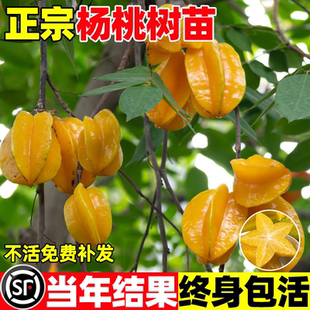 四季甜杨桃果苗杨梅阳桃黄桃树树苗甜盆栽南方北方种植名贵果树苗