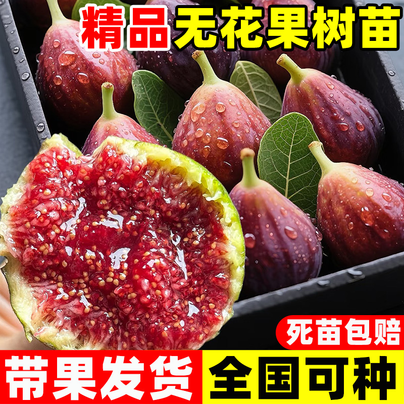 无花果树苗特大果波姬红带果盆栽