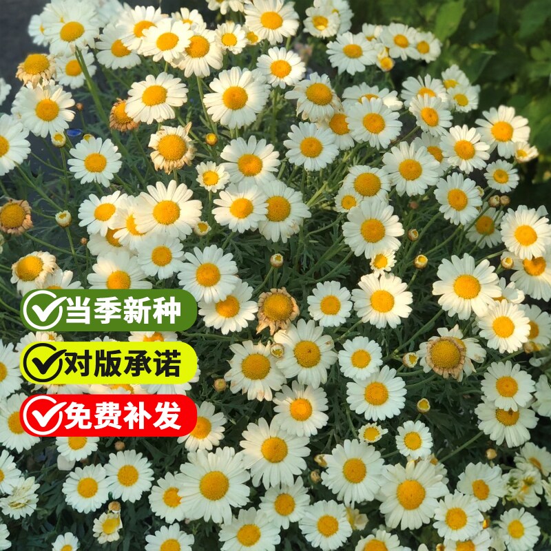 玛格丽特花种子庭院阳台盆栽四季开花易爆盆室内外小雏菊花卉种籽