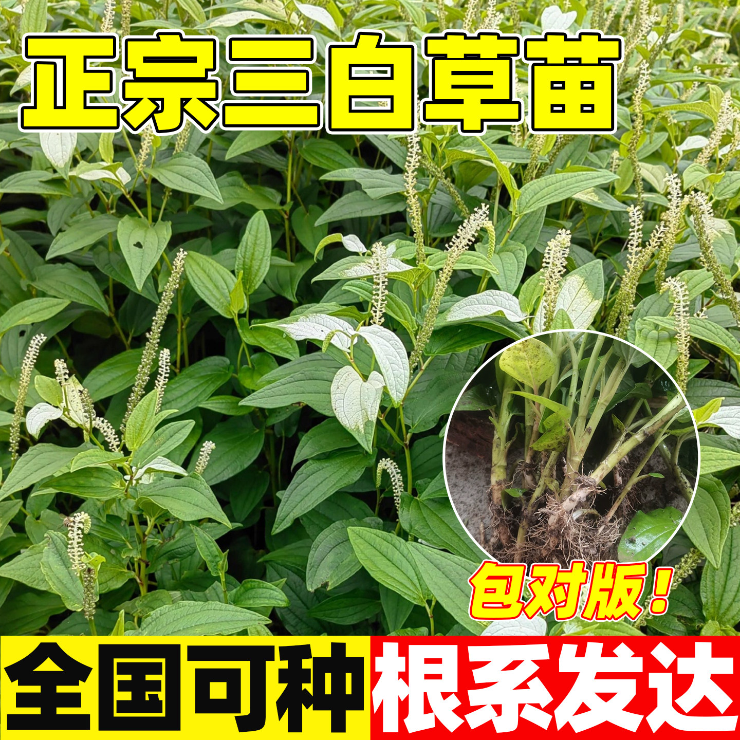 三白草种苗百节藕根苗水木通白叶莲天性草四季易种耐湿中草药材苗