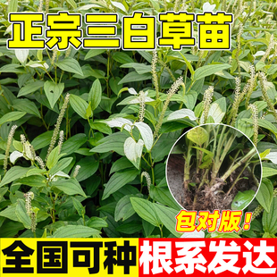 三白草种苗百节藕根苗水木通白叶莲天性草四季易种耐湿中草药材苗