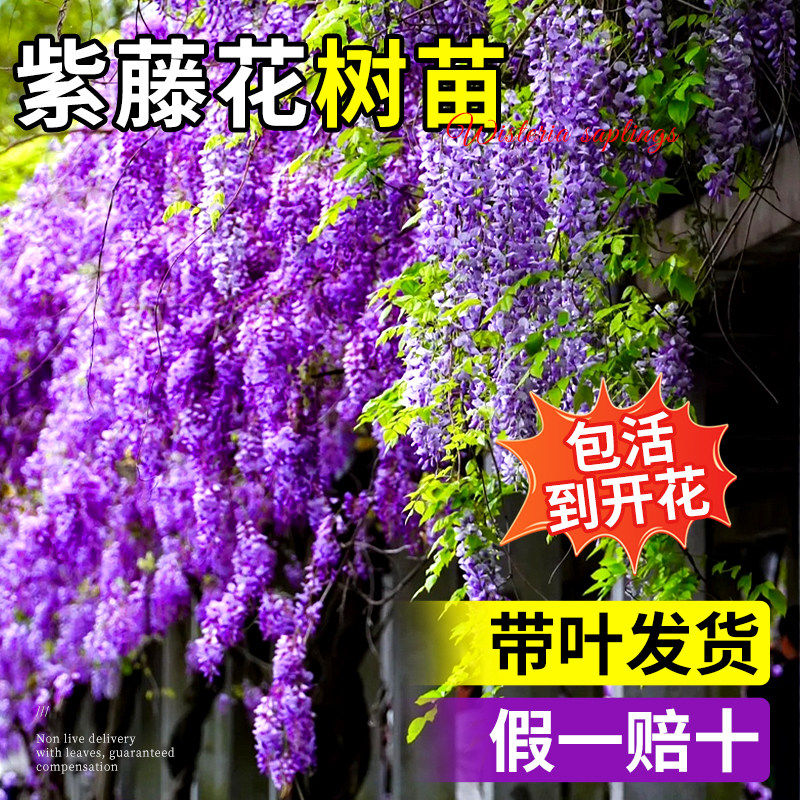 紫藤树苗带花苞爬植物大普