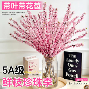 珍珠李水培植物鲜切花卉雪柳澳洲腊梅鲜花家用插花水养干支好养活