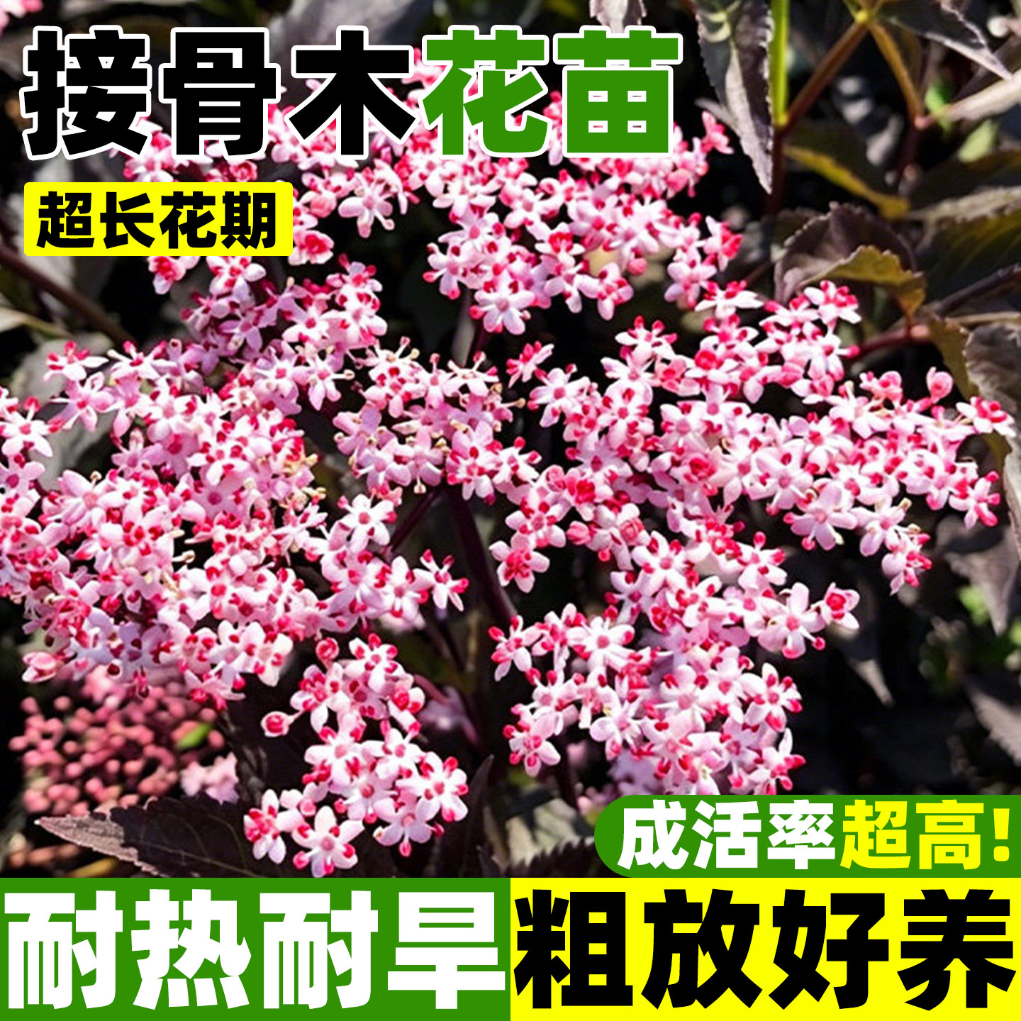 接骨木盆栽花苗庭院花园夏季开花