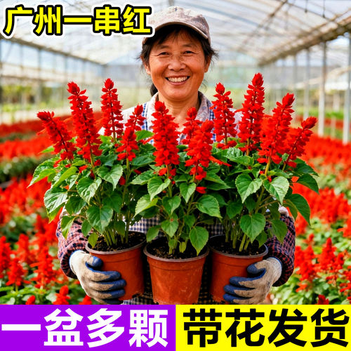 盆栽花卉一串红花苗室外庭院花