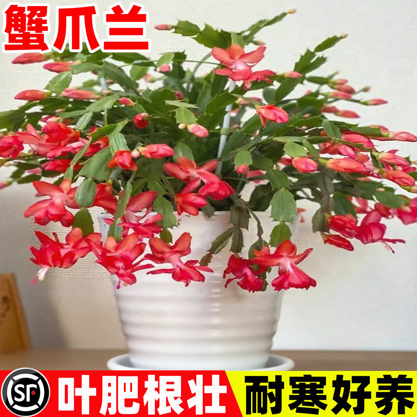 蟹爪兰盆栽多色重瓣花苗大苗带花苞四季好养活花卉蟹爪莲嫁接绿植