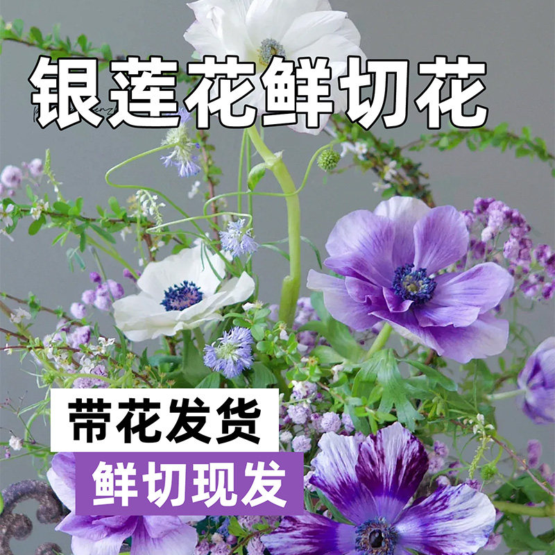 银莲花鲜花水养插花鲜切花室内办公桌面鲜花花期长节日送花百搭花