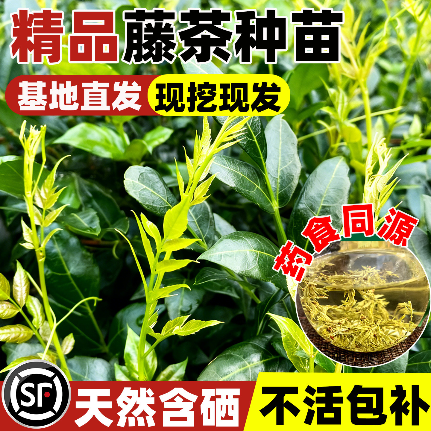 藤茶苗山里莓茶苗甘露茶显齿蛇葡萄藤叶新鲜现采白茶藤树苗四季种