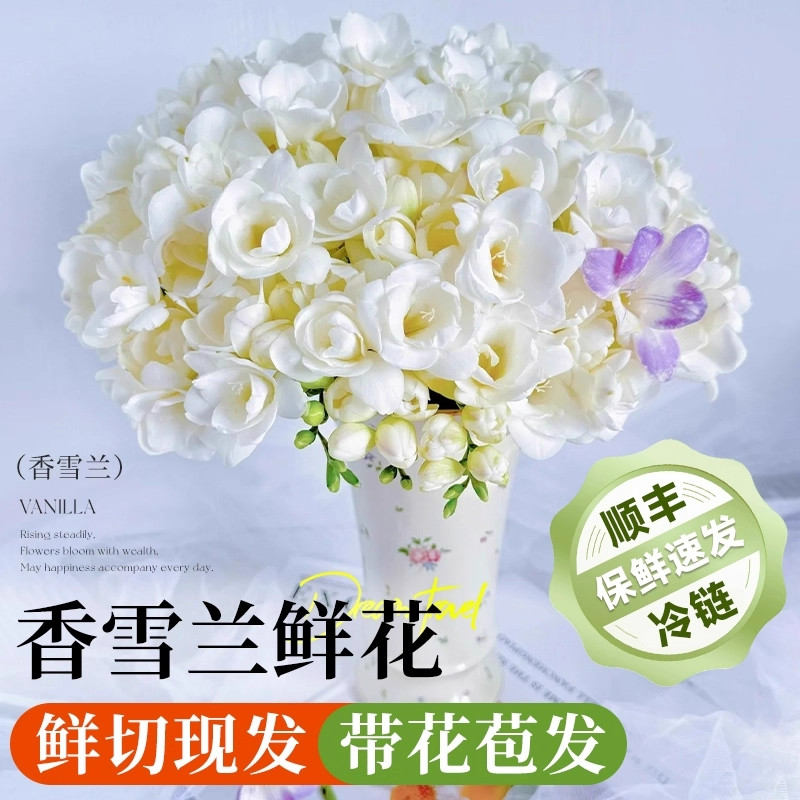 香雪兰鲜花云南基地直发鲜切花