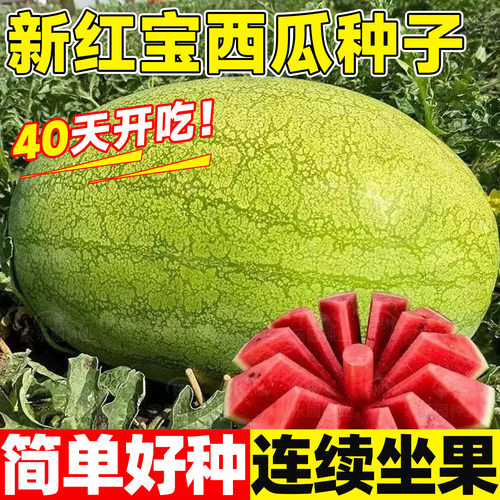 特大新红宝西瓜种籽四季菜园绿皮