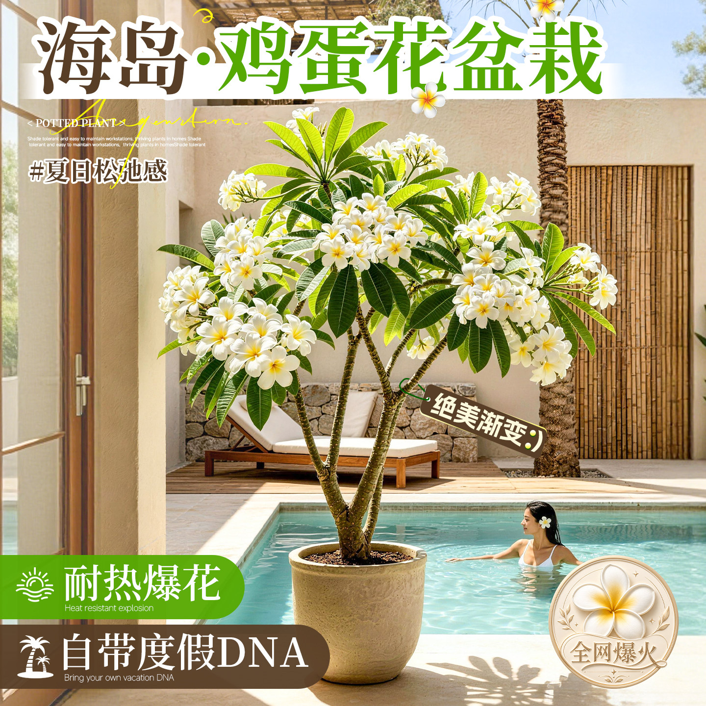 鸡蛋花树苗盆栽浓香型花卉阳台植