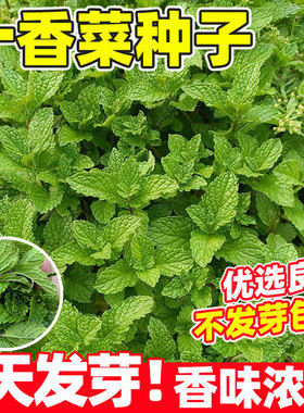 十香菜种籽四季种植易成活阳台庭院盆栽可食用柠檬留兰香薄荷种子