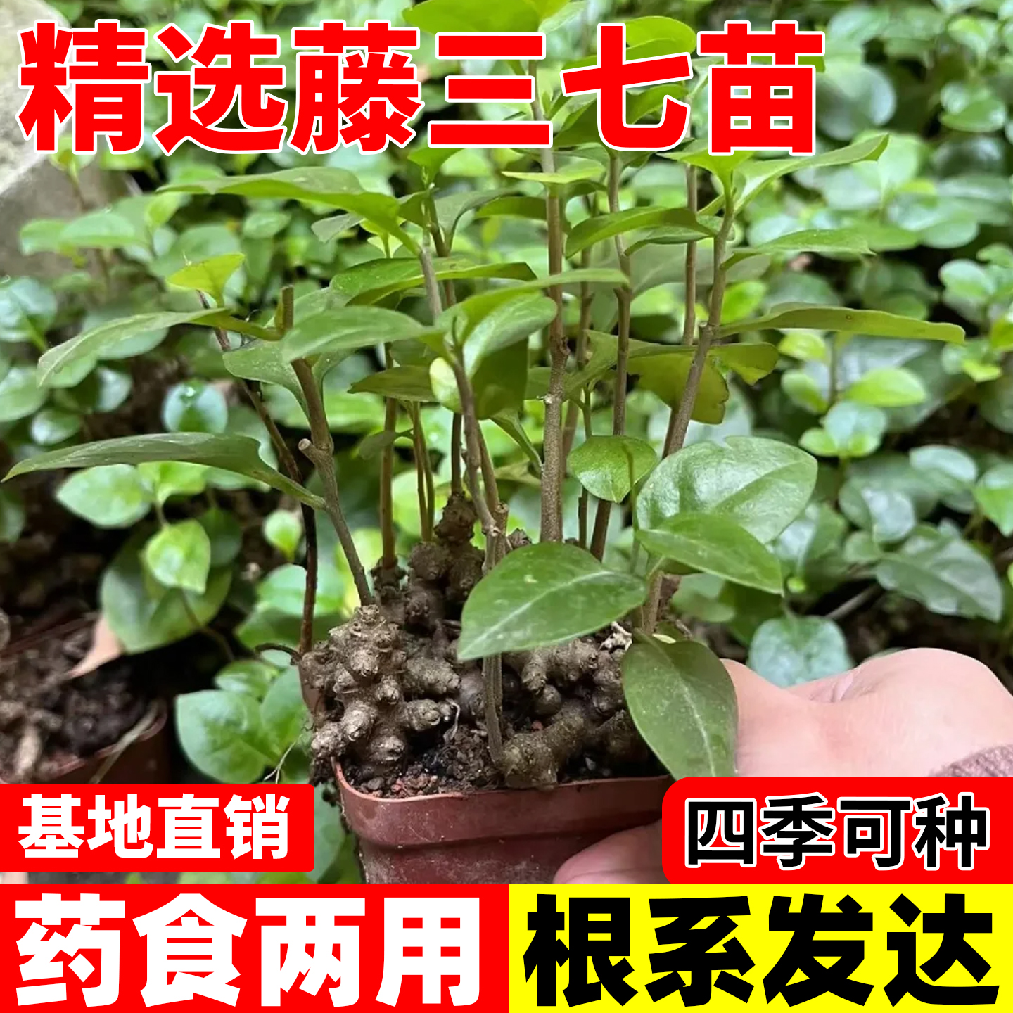 藤三七种球植物苗食药用土田七种