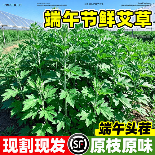 新鲜艾草端午节现摘野生悬挂艾泡