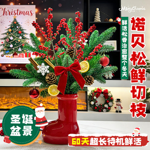诺贝松真树鲜切圣诞盆景花束诺贝松水培绿植水养家用插花鲜花摆件