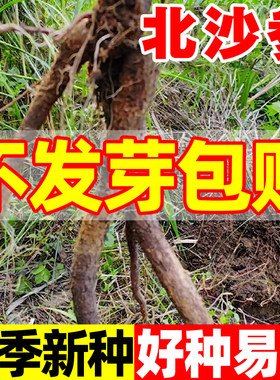 北沙参种子中药材海沙参银条参籽