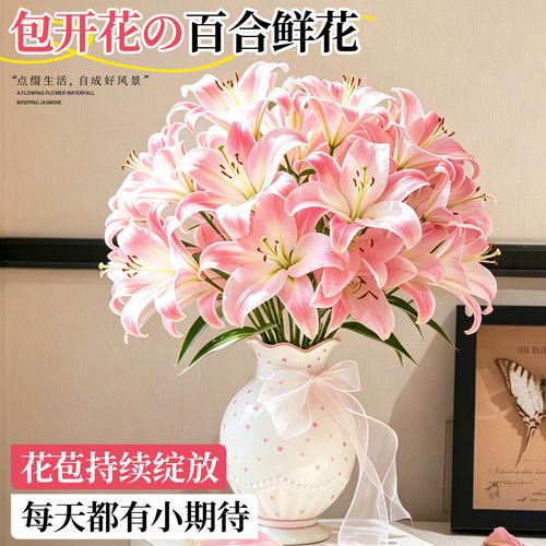 云南直发粉铁炮多头大花苞浓香型
