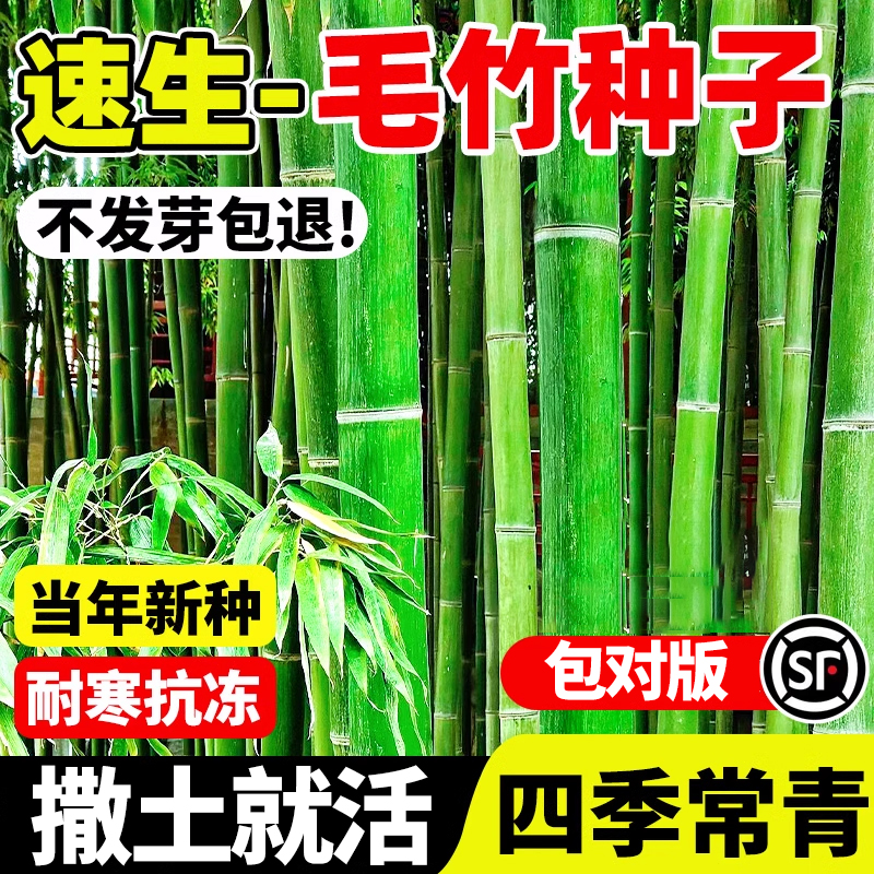 毛竹种子四季种植紫竹青竹金镶玉竹子种籽庭院景观耐寒大型植物苗