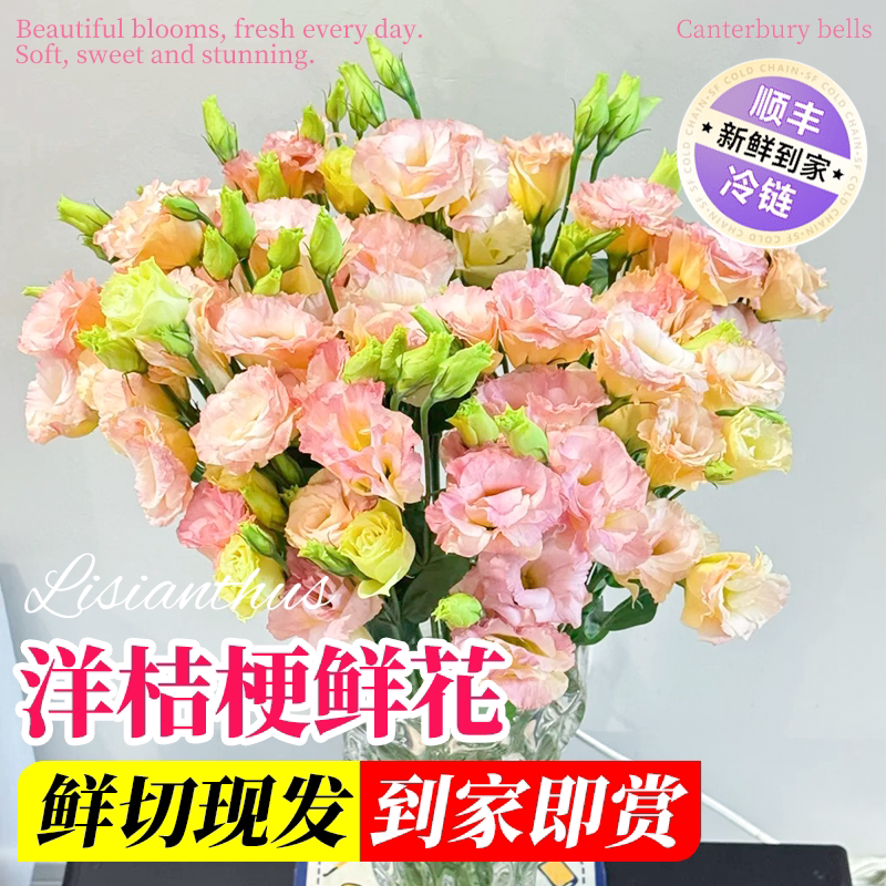 洋桔梗鲜花束水养鲜切花紫色客厅办公室云南直发插花捧花百搭批发