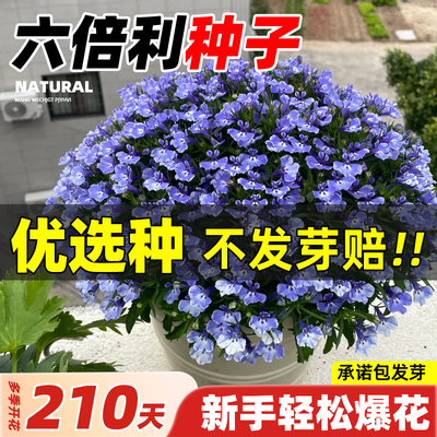 六倍利种子半边莲盆栽带花苗花种